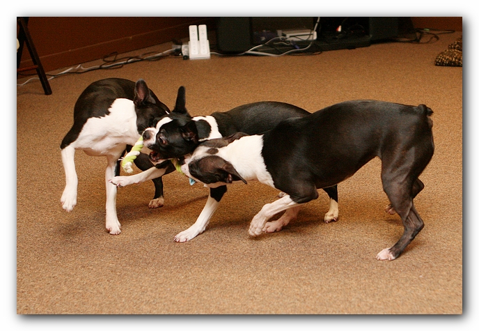 Boston Terriers Dog Pet Friendly Cabin Pigeon Forge Gatlinburg Tennessee