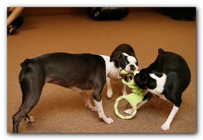 Boston Terriers Dog Pet Friendly Cabin Pigeon Forge Gatlinburg Tennessee