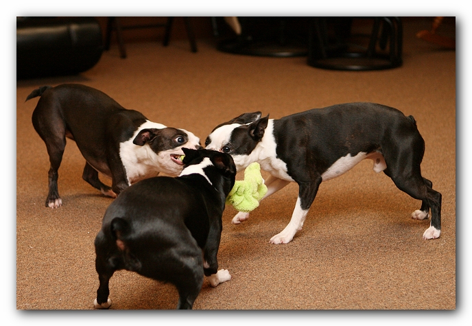 Boston Terriers Dog Pet Friendly Cabin Pigeon Forge Gatlinburg Tennessee