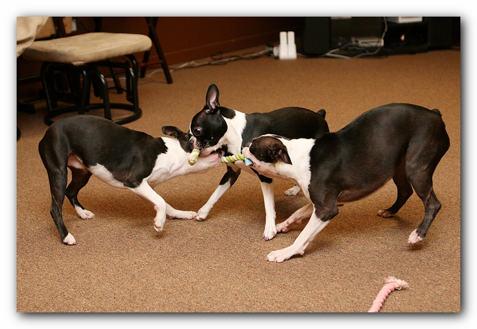 Boston Terriers Dog Pet Friendly Cabin Pigeon Forge Gatlinburg Tennessee