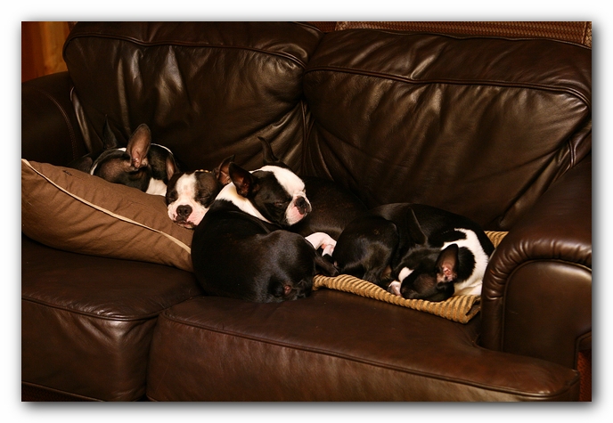 Boston Terriers Dog Pet Friendly Cabin Pigeon Forge Gatlinburg Tennessee