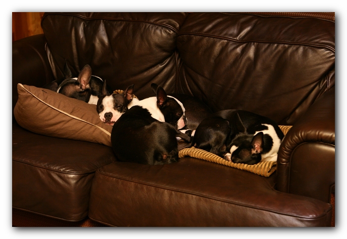 Boston Terriers Dog Pet Friendly Cabin Pigeon Forge Gatlinburg Tennessee