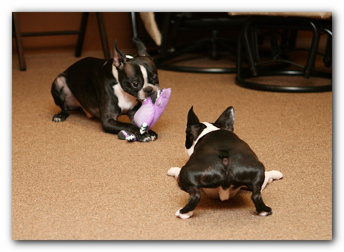 Boston Terriers Dog Pet Friendly Cabin Pigeon Forge Gatlinburg Tennessee