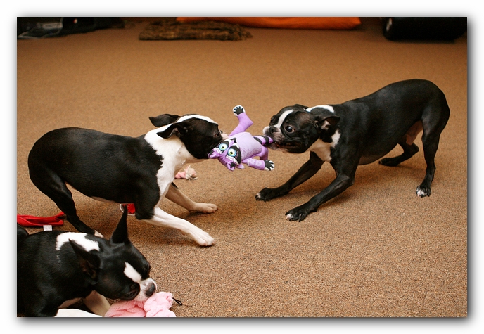 Boston Terriers Dog Pet Friendly Cabin Pigeon Forge Gatlinburg Tennessee