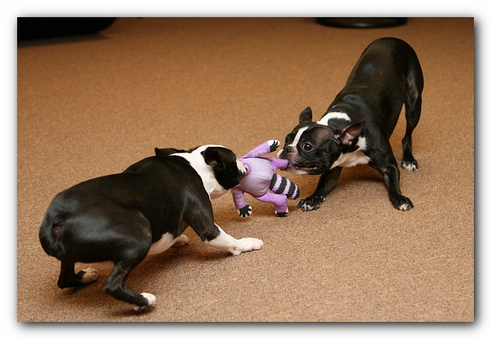 Boston Terriers Dog Pet Friendly Cabin Pigeon Forge Gatlinburg Tennessee