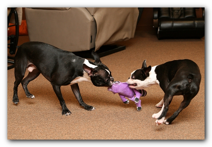 Boston Terriers Dog Pet Friendly Cabin Pigeon Forge Gatlinburg Tennessee
