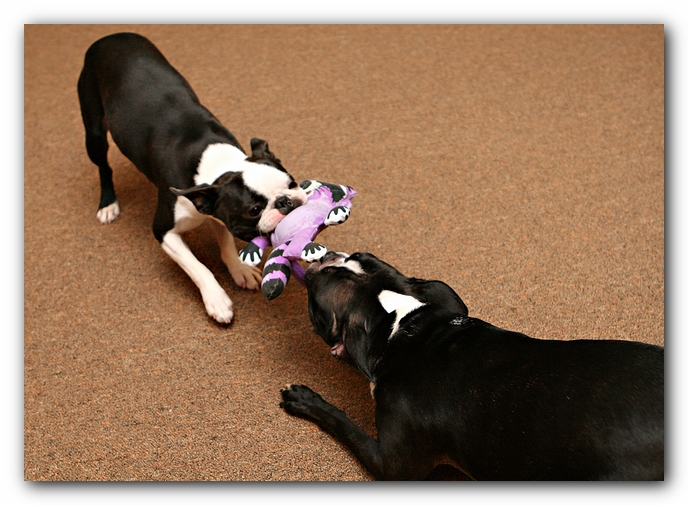 Boston Terriers Dog Pet Friendly Cabin Pigeon Forge Gatlinburg Tennessee