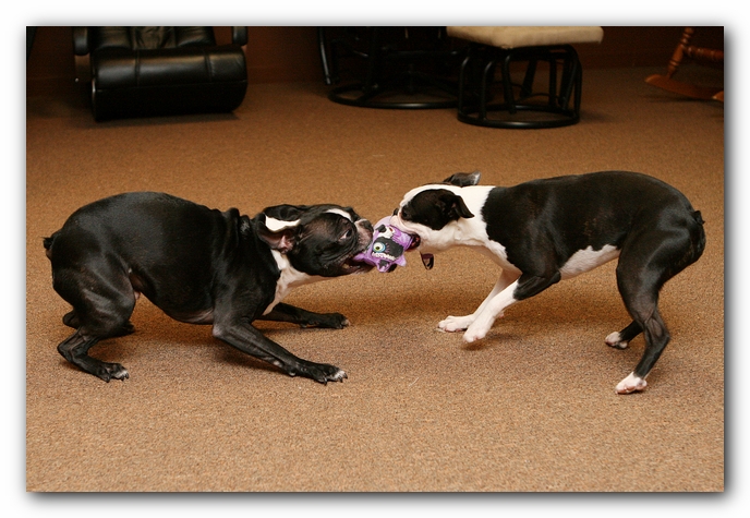 Boston Terriers Dog Pet Friendly Cabin Pigeon Forge Gatlinburg Tennessee