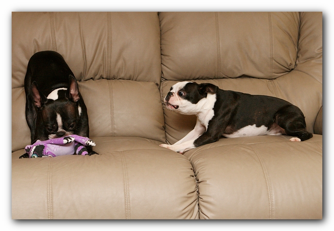 Boston Terriers Dog Pet Friendly Cabin Pigeon Forge Gatlinburg Tennessee