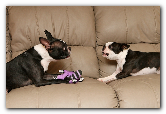 Boston Terriers Dog Pet Friendly Cabin Pigeon Forge Gatlinburg Tennessee