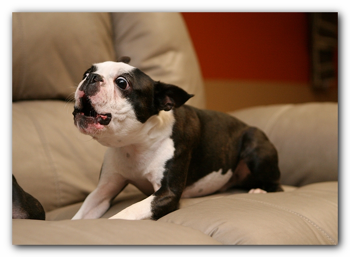 Boston Terriers Dog Pet Friendly Cabin Pigeon Forge Gatlinburg Tennessee