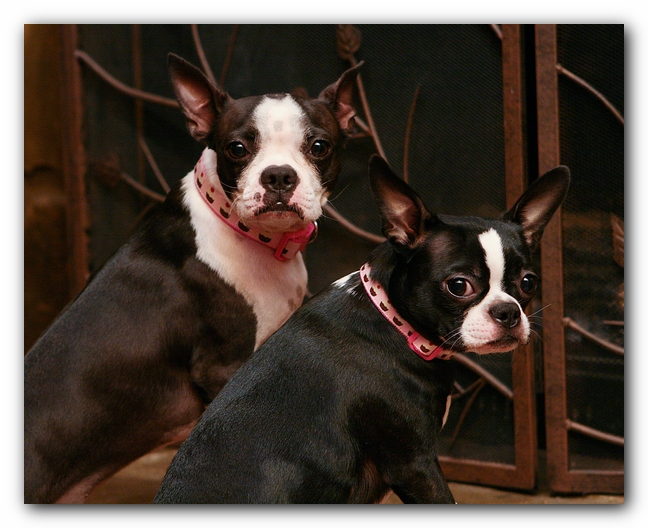 Boston Terriers Dog Pet Friendly Cabin Pigeon Forge Gatlinburg Tennessee
