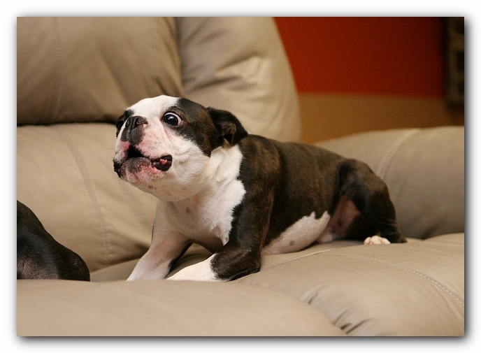 Boston Terriers Dog Pet Friendly Cabin Pigeon Forge Gatlinburg Tennessee