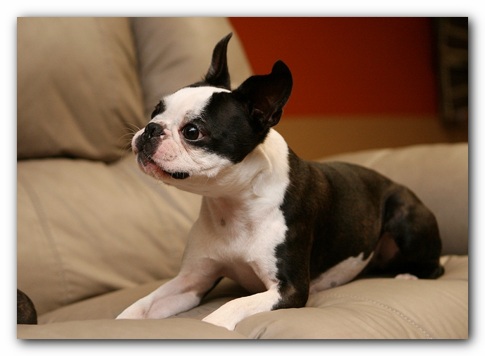 Boston Terriers Dog Pet Friendly Cabin Pigeon Forge Gatlinburg Tennessee