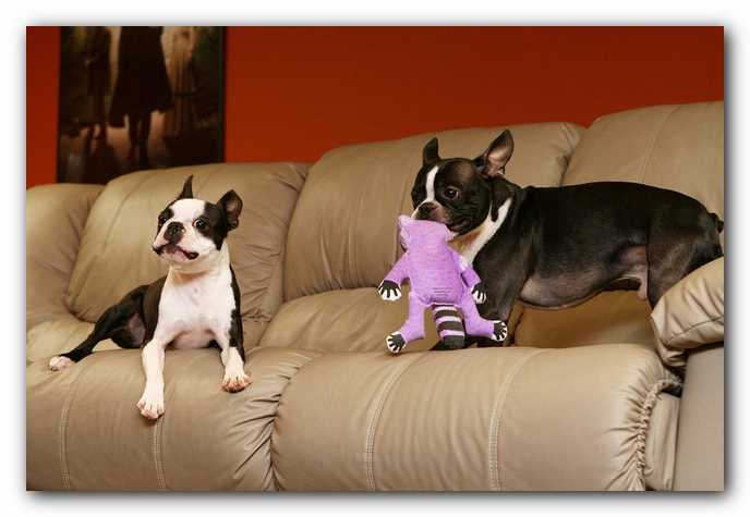 Boston Terriers Dog Pet Friendly Cabin Pigeon Forge Gatlinburg Tennessee