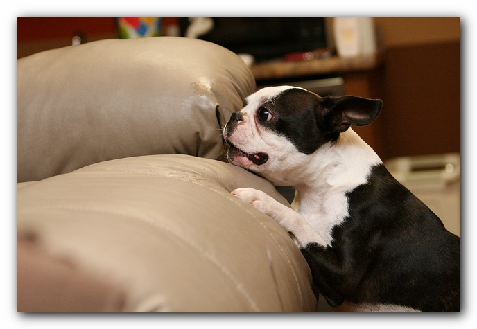 Boston Terriers Dog Pet Friendly Cabin Pigeon Forge Gatlinburg Tennessee