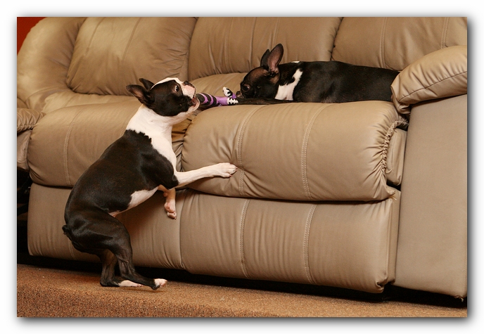 Boston Terriers Dog Pet Friendly Cabin Pigeon Forge Gatlinburg Tennessee