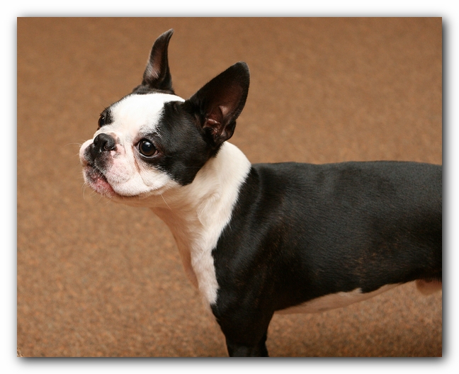 Boston Terriers Dog Pet Friendly Cabin Pigeon Forge Gatlinburg Tennessee