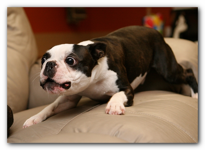 Boston Terriers Dog Pet Friendly Cabin Pigeon Forge Gatlinburg Tennessee