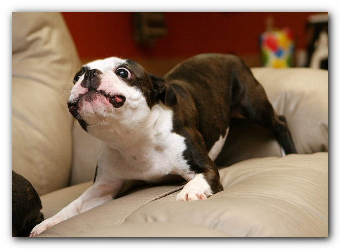 Boston Terriers Dog Pet Friendly Cabin Pigeon Forge Gatlinburg Tennessee