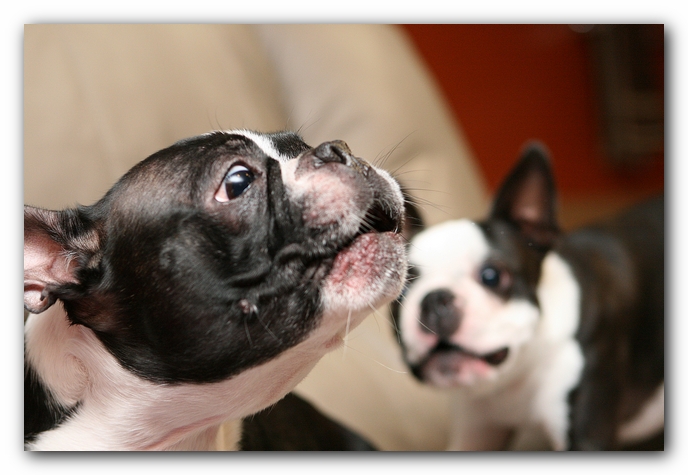 Boston Terriers Dog Pet Friendly Cabin Pigeon Forge Gatlinburg Tennessee