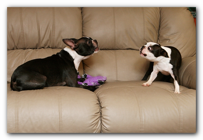Boston Terriers Dog Pet Friendly Cabin Pigeon Forge Gatlinburg Tennessee