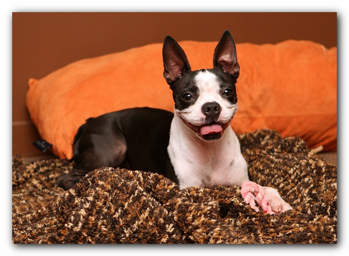 Boston Terriers Dog Pet Friendly Cabin Pigeon Forge Gatlinburg Tennessee
