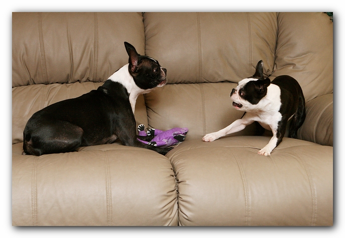 Boston Terriers Dog Pet Friendly Cabin Pigeon Forge Gatlinburg Tennessee