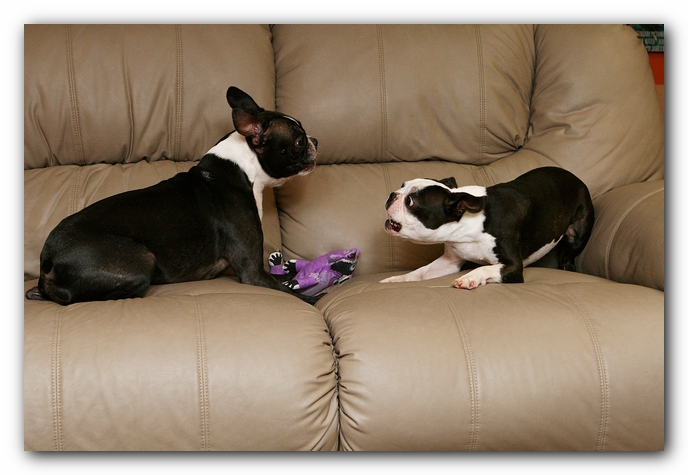 Boston Terriers Dog Pet Friendly Cabin Pigeon Forge Gatlinburg Tennessee