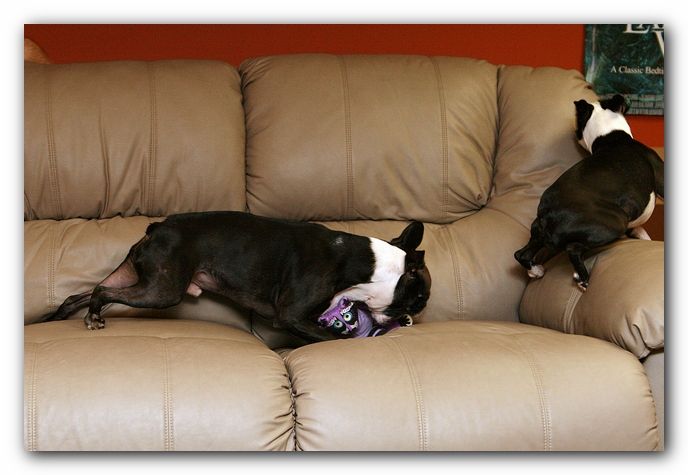 Boston Terriers Dog Pet Friendly Cabin Pigeon Forge Gatlinburg Tennessee