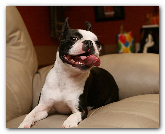 Boston Terriers Dog Pet Friendly Cabin Pigeon Forge Gatlinburg Tennessee