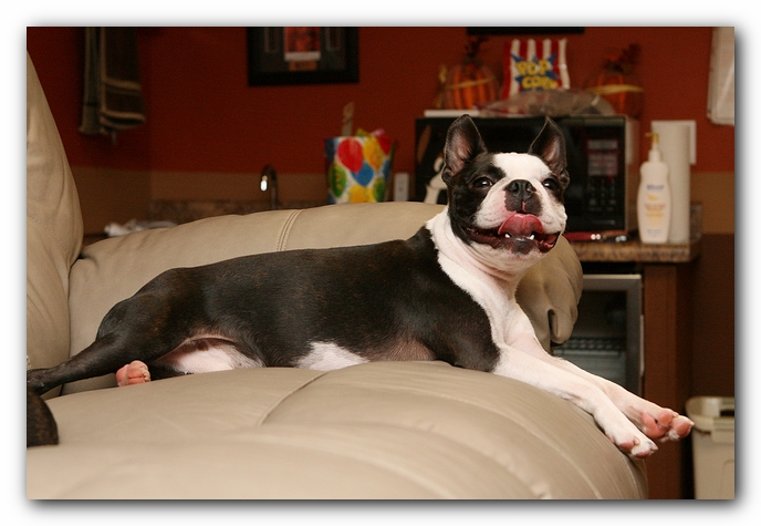 Boston Terriers Dog Pet Friendly Cabin Pigeon Forge Gatlinburg Tennessee