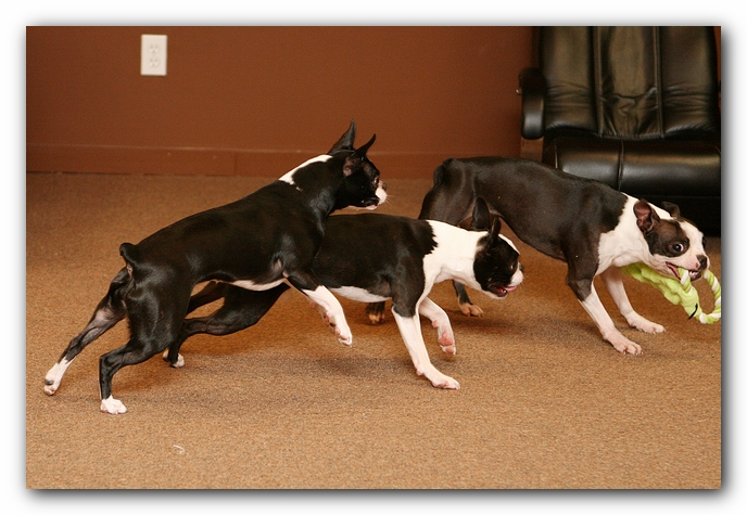 Boston Terriers Dog Pet Friendly Cabin Pigeon Forge Gatlinburg Tennessee