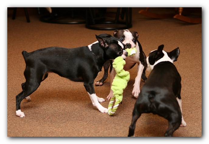 Boston Terriers Dog Pet Friendly Cabin Pigeon Forge Gatlinburg Tennessee