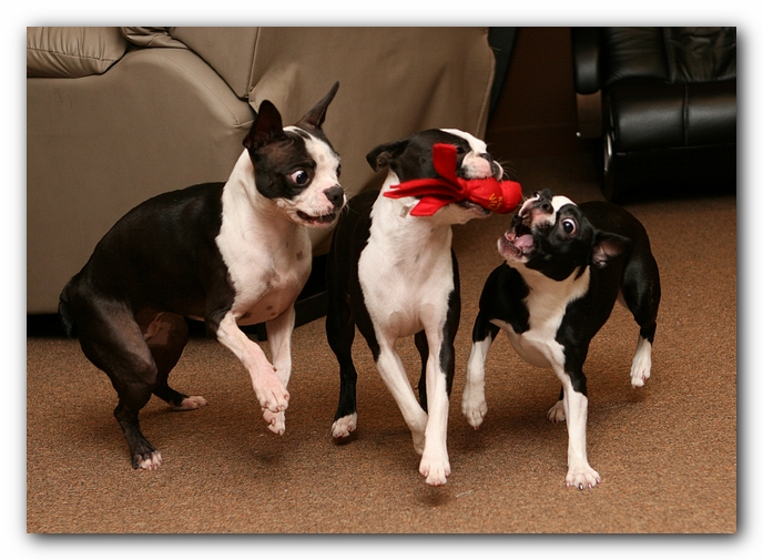 Boston Terriers Dog Pet Friendly Cabin Pigeon Forge Gatlinburg Tennessee
