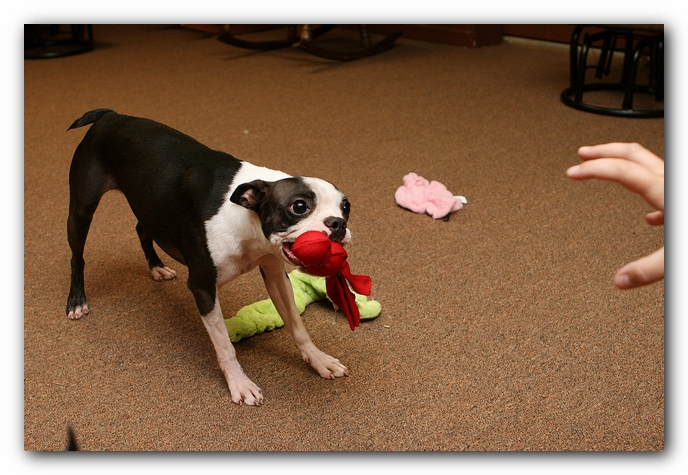 Boston Terriers Dog Pet Friendly Cabin Pigeon Forge Gatlinburg Tennessee