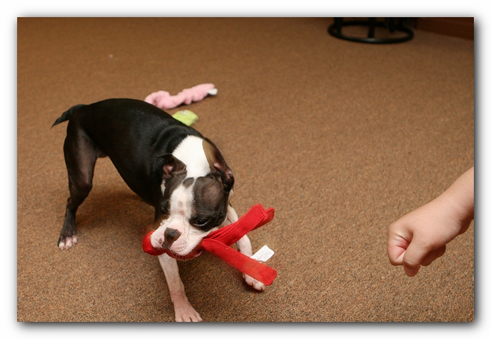Boston Terriers Dog Pet Friendly Cabin Pigeon Forge Gatlinburg Tennessee