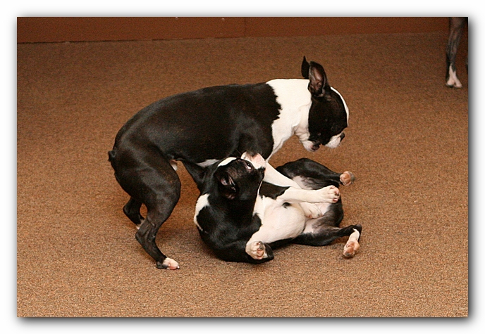 Boston Terriers Dog Pet Friendly Cabin Pigeon Forge Gatlinburg Tennessee