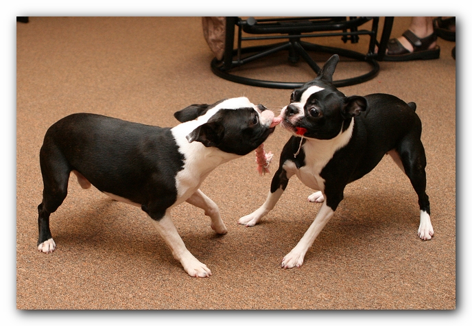 Boston Terriers Dog Pet Friendly Cabin Pigeon Forge Gatlinburg Tennessee
