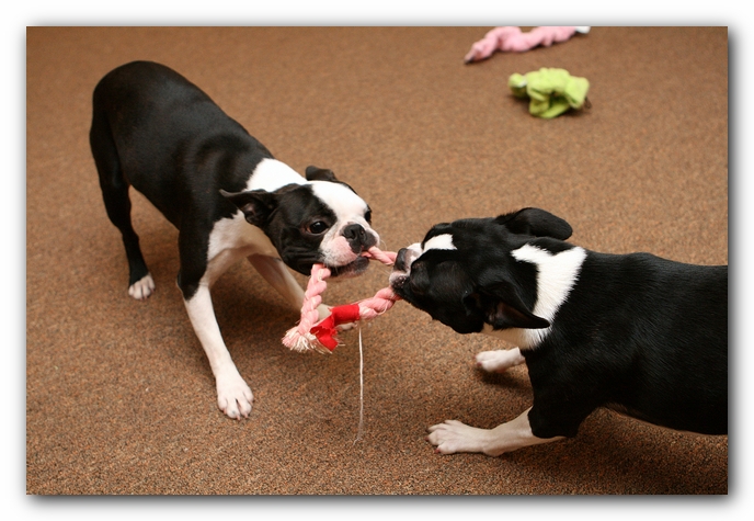 Boston Terriers Dog Pet Friendly Cabin Pigeon Forge Gatlinburg Tennessee