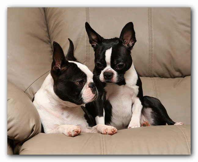 Boston Terriers Dog Pet Friendly Cabin Pigeon Forge Gatlinburg Tennessee