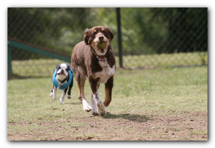 Miley, Howie & Friends at the Chattanooga Dog Park and TN Aquarium