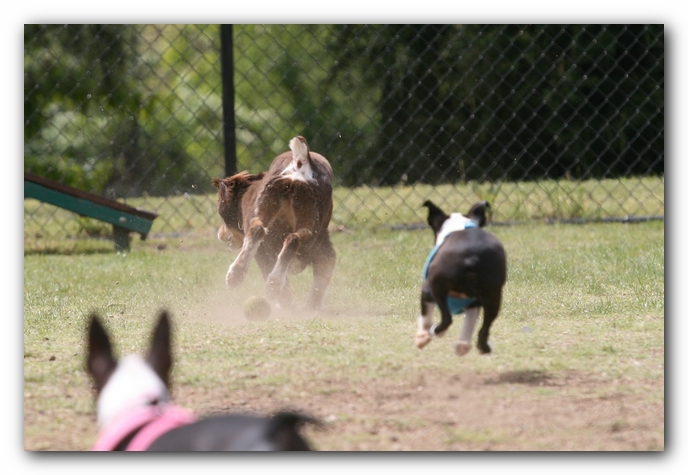 Miley, Howie & Friends at the Chattanooga Dog Park and TN Aquarium
