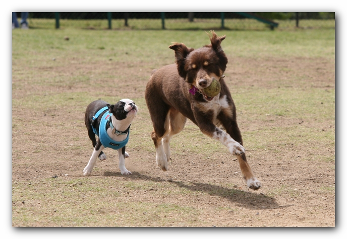 Miley, Howie & Friends at the Chattanooga Dog Park and TN Aquarium