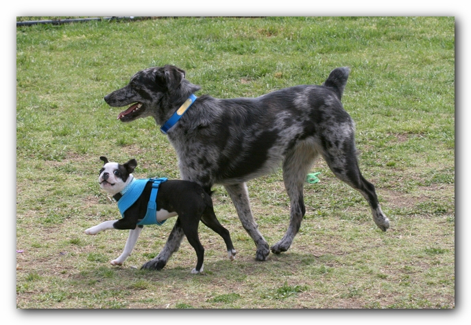 Miley, Howie & Friends at the Chattanooga Dog Park and TN Aquarium