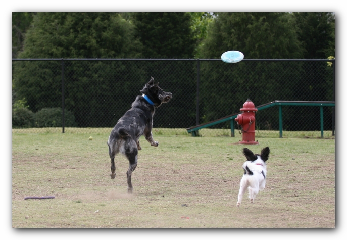Miley, Howie & Friends at the Chattanooga Dog Park and TN Aquarium