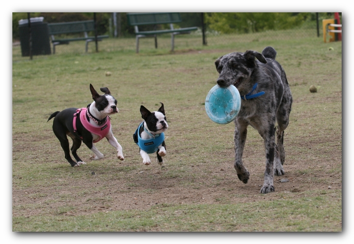 Miley, Howie & Friends at the Chattanooga Dog Park and TN Aquarium