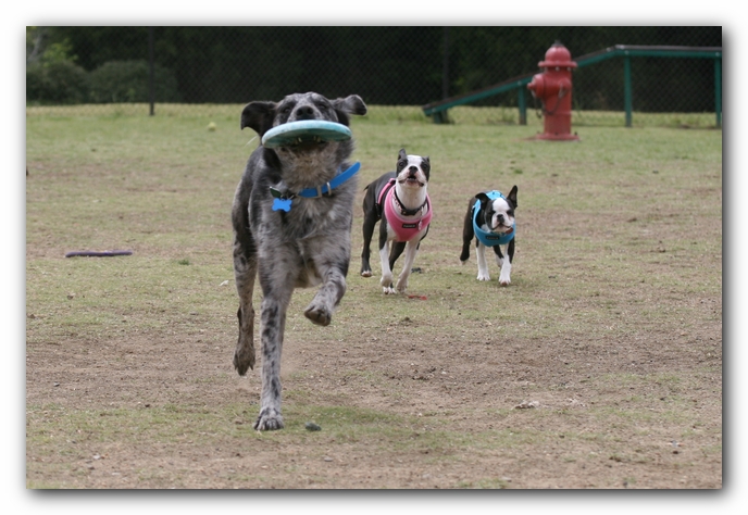Miley, Howie & Friends at the Chattanooga Dog Park and TN Aquarium