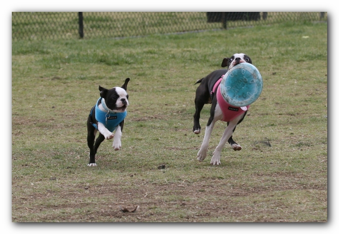 Miley, Howie & Friends at the Chattanooga Dog Park and TN Aquarium