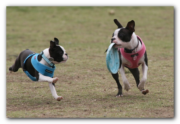 Miley, Howie & Friends at the Chattanooga Dog Park and TN Aquarium